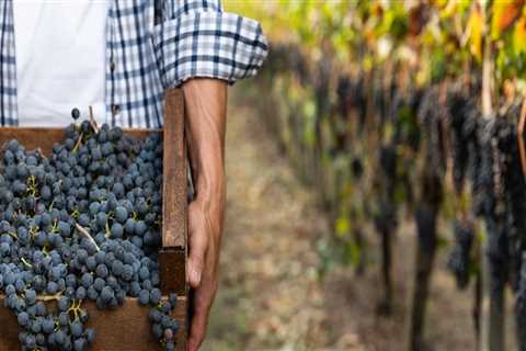 What Makes a Wine Biodynamic?